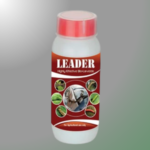 LEADER